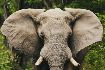 Majestic African Elephant in Moremi game reserve, Botswana safari wildlifeの写真素材