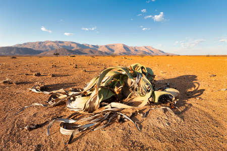 Welwitschia mirabilis more than 1500 years old plant, Brandberg mountain Erongo, Namibia, Amazing desert plant, living Namib Desertの写真素材