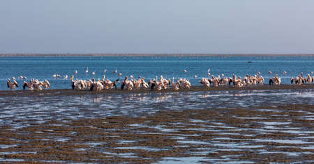 Pink-backed pelican and rosy flamingo colony in Walvis bay, Namibia safari wildlifeの写真素材
