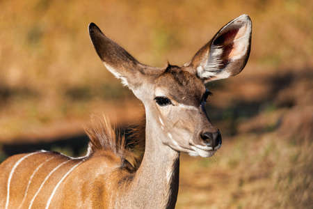 portrait of beautiful antelope female Kudu, Chobe national park, Botswana