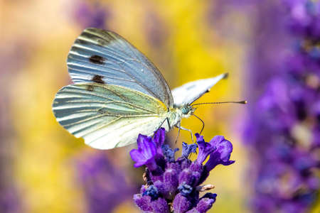 Small Cabbage White butterfly on violet lavender, summer concept