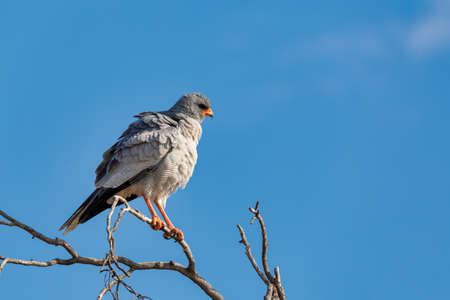 Midle sized bird of prey, Pale chanting goshawk perched on prickly acacia branch in Etosha, Namibia,...