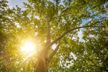 Tree top in fall season against blue sky with sun light