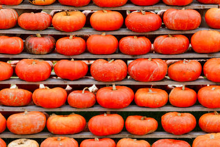 background from autumn harvested pumpkins, Halloween holiday concept background.の写真素材