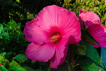 blooming big and beautiful Swamp Rose Mallow (Hibiscus moscheutos) in autumn garden