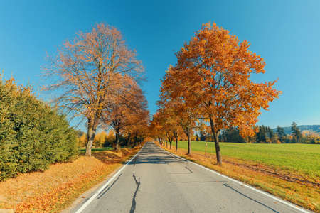 Beautiful and romantic fall colored road as alley with colorful trees and sunlight. autumn season...