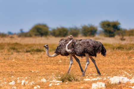 big bird, Ostrich, (Struthio camelus) in Etosha, Namibia wildlife safari. This is africa.の写真素材