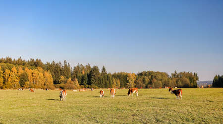 Herd of cows on green grass and evening sun, rural autumn season scene