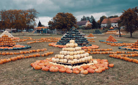 pyramid from autumn harvested pumpkins arranged for fun with color variations. Halloween holiday concept on pumpkin world.の写真素材