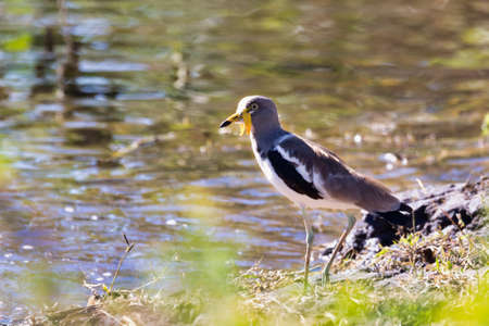 bird White headed Lapwing (Vanellus albiceps)in Chobe National park, Botswana, Africa Specie family...