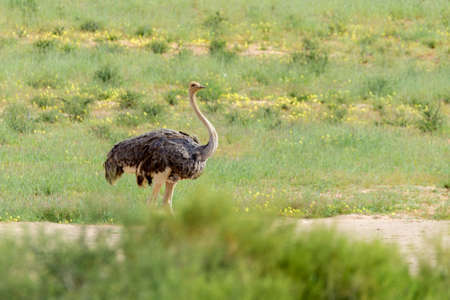 Ostrich, (Struthio camelus) in Kalahari, green desert after rain season. Kgalagadi Transfrontier Park, South Africa wildlifeの写真素材