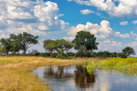 Typical african landscape in national park Bwabwata on Caprivi Strip, Namibia wilderness