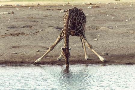 drinking Giraffe camelopardalis on Etosha National park waterhole, Namibia safari wildlifeの写真素材