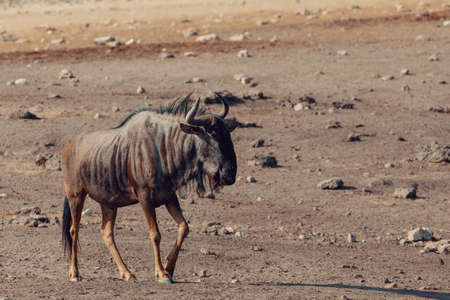 wild Blue Wildebeest Gnu go to the waterholle in Etosha, Namibia Africa wildlife safari. This is typical african sceneryの写真素材