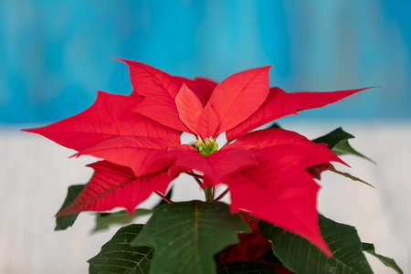 macro of beautiful flower red Poinsettia called christmas starの写真素材