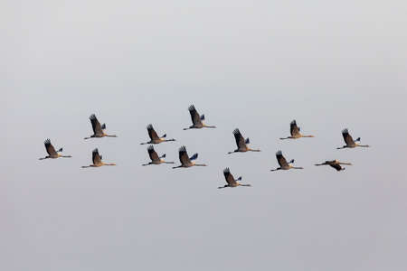 flying flock of Common Crane on lake, migration in the Hortobagy National Park, Hungary, puszta is famouf ecosystems in Europeの写真素材