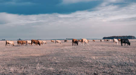 traditional hungarian cattle in Hortobagy National Park, Hungary, puszta is famouf ecosystems in...