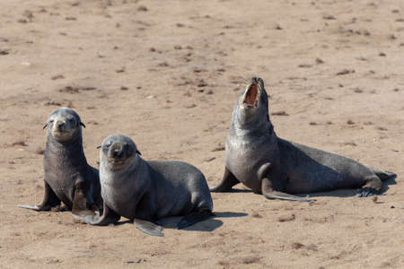 baby of brown fur seal following mother to the sea, Cape Cross colony, Namibia safari wildlifeの写真素材