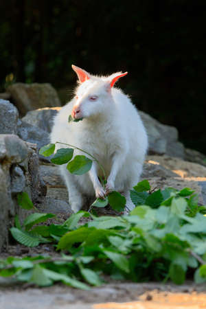 Red-necked Wallaby white albino female, kangaroo (Macropus rufogriseus)の写真素材
