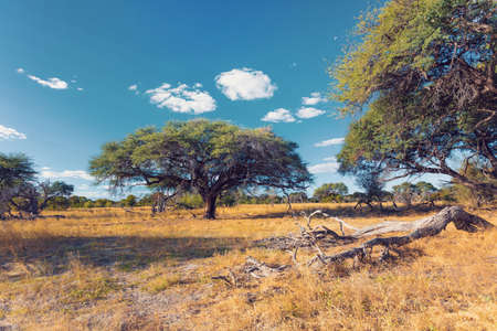 beautiful landscape in the Moremi game reserve after rain season, Okavango Delta, Botswana, Africa wildernessの写真素材