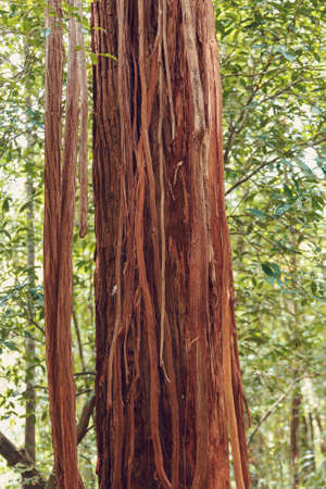 Madagascar wilderness rainforest, Amber Mountain national park. In from tree with interesting bark.の写真素材