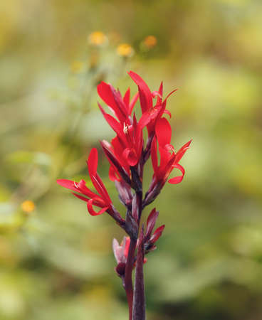 The vibrant red of a canna flower on the green backgroun in madagascar wilderness, Amber Mountain national parkの写真素材