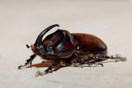 rhinoceros beetle (Oryctes nasicornis), Ankarafantsika National Park, Madagascar wildlife, Africa