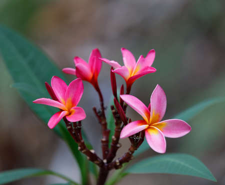 pink flowers Frangipani, Plumeria in overcast day with natural background, Nosy be, madagascar wildernessの写真素材
