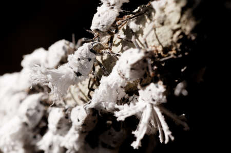 Beautiful small white Flatid Planthopper Nymphs, Phromnia Rosea, species from family Flatidae in the rainforest on Ankarafantsika National Park, Madagascar wildlife, Africaの写真素材