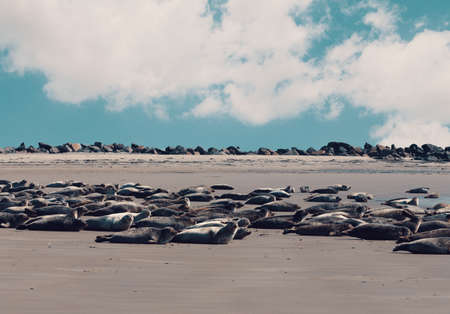 Young atlantic Harbor seal, Phoca vitulina, detail portrait, at the beach of island Helgoland, Dune, Germany in springの写真素材