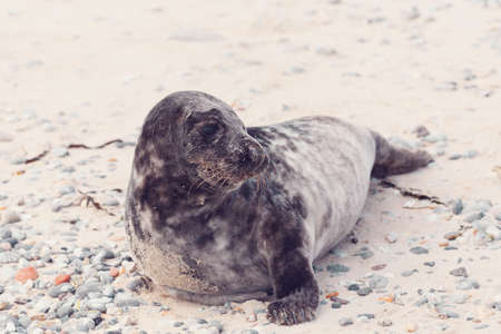 Young atlantic Harbor seal, Phoca vitulina, detail portrait, at the beach of island Helgoland, Dune, Germany in springの写真素材
