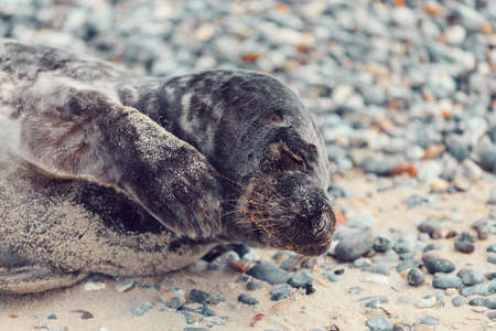 Young atlantic Harbor seal, Phoca vitulina, detail portrait, at the beach of island Helgoland, Dune, Germany in springの写真素材