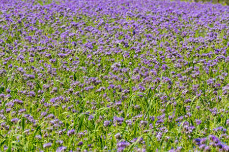 Phacelia tanacetifolia field, countryside scene. Phacelia is known by the common names lacy phacelia, blue tansy or purple tansyの写真素材