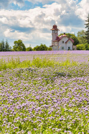 Phacelia tanacetifolia field, countryside scene. Phacelia is known by the common names lacy phacelia, blue tansy or purple tansyの写真素材