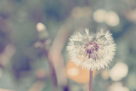 close up of Dandelion on background green grass with shallow focusの写真素材