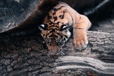 young kitten of Sumatran tiger (Panthera tigris sumatrae) is a rare tiger subspecies that inhabits the Indonesian island of Sumatraの写真素材