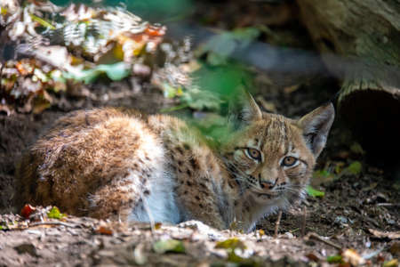 playful kitten of Lynx, during the autumn season. Czech Republic wildlifeの写真素材