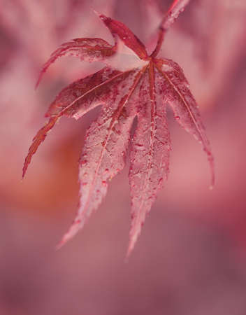 macro water drops on red maple leaf for natural background, beautiful wallpaper or backdrop