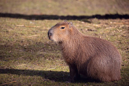 Close up photo of Capybara, Hydrochoerus hydrochaeris, the largest rodentの写真素材