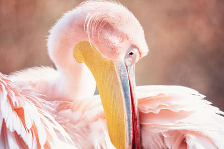 Great White Pelican, Pelecanus onocrotalus, preening their feathers after bathingの写真素材