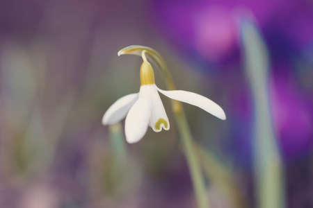 first spring flower Galanthus Snowdrop bloom in springtime garden. First messenger of spring after winter seasonの写真素材