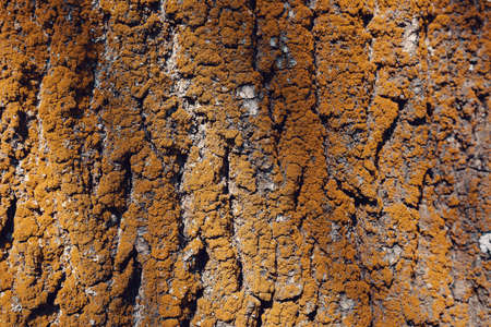 Tree bark texture pattern for background or backdrop. Graphic stuff