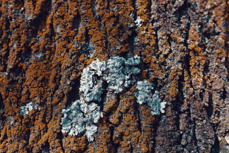 Tree bark texture pattern for background or backdrop. Graphic stuffの写真素材