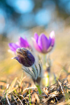 Springtime flower. Beautiful purple little furry pasque-flower. Pulsatilla grandis Blooming on...