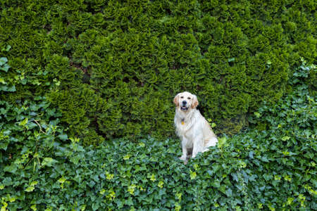 happy Golden Retriever dog on natural green background in summer. Dog guarding house against intruders.の写真素材
