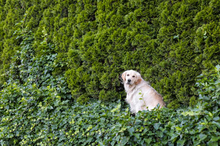happy Golden Retriever dog on natural green background in summer. Dog guarding house against intruders.の写真素材