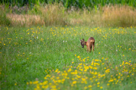 Row deer baby graze on summer meadow, Czech wildlifeの写真素材
