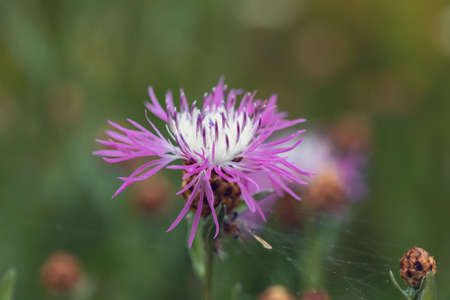 flower musk thistle, Carduus nutans, also known as thistle or nodding plumeless thistle) with shallow focus and blurry backgroundの写真素材