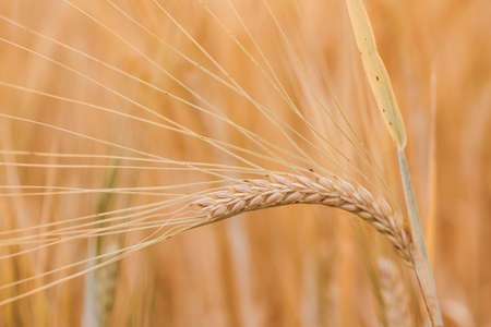 backdrop of ripening ears of yellow wheat field. Wheat fields waiting to be harvestの写真素材