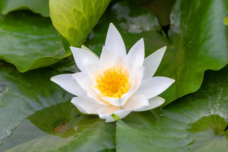 lotus or water lily flower at the small pond, wilderness nature czech republicの写真素材